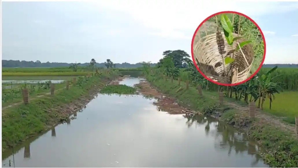 দুই বছরের মাথায় একই খাল ফের খনন, ৩০ টাকার গাছে ৫০১ টাকার ভাউচার