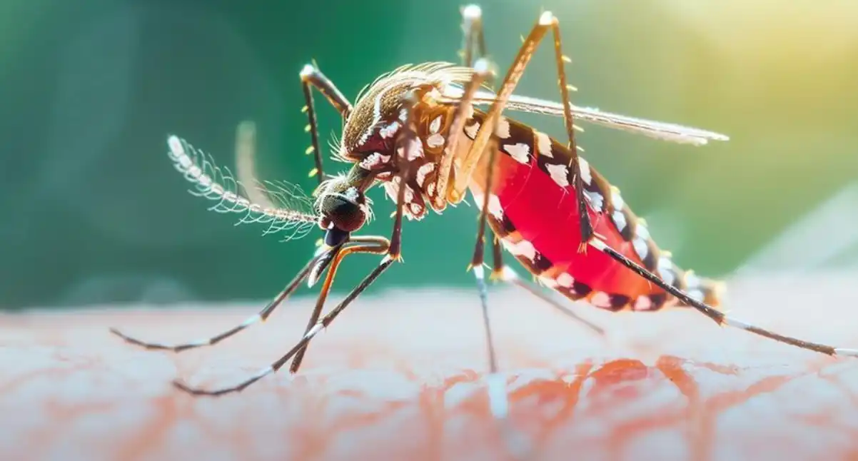 ডেঙ্গুতে মৃত্যুহীন দিন, নতুন আক্রান্ত ৮৬৮